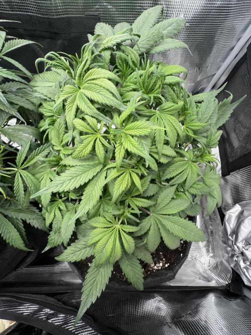 mikythegrower