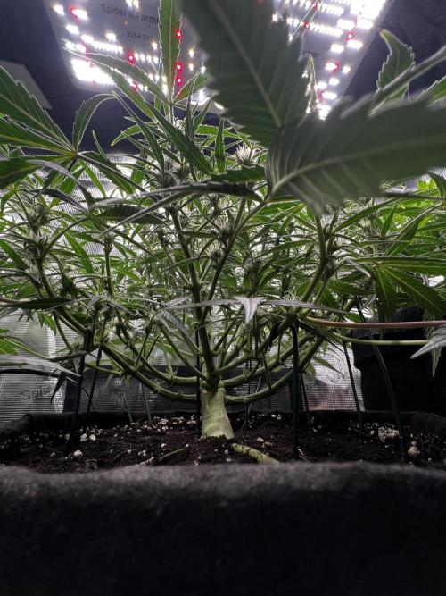 mikythegrower