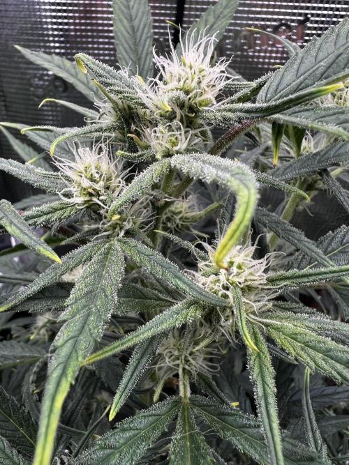 mikythegrower