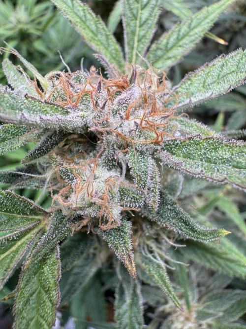 mikythegrower