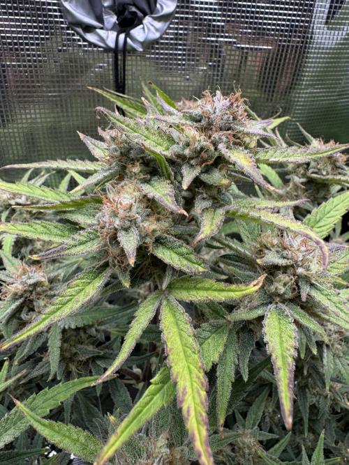 mikythegrower