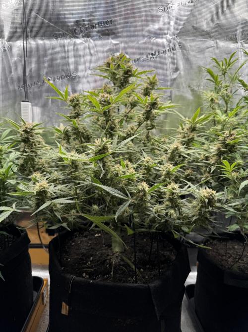 mikythegrower