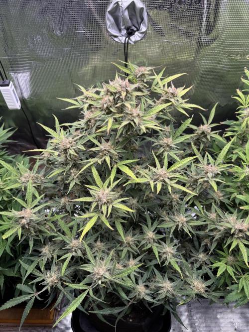 mikythegrower