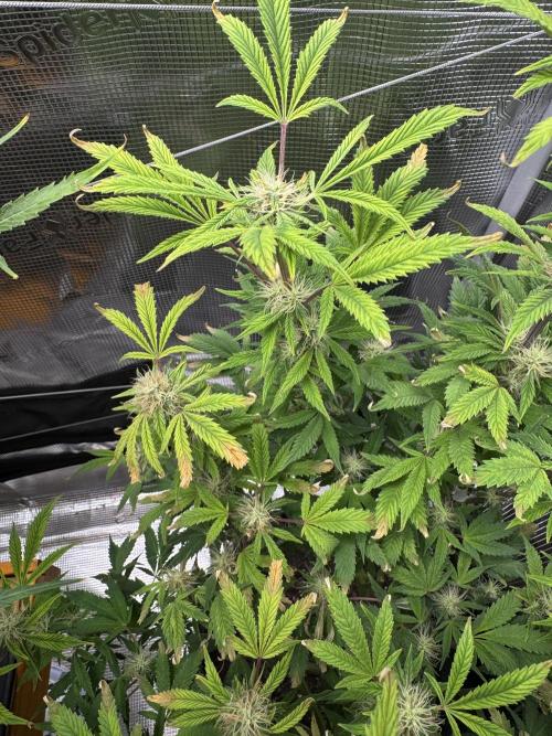 mikythegrower