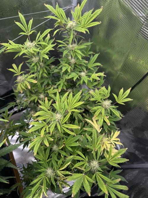 mikythegrower