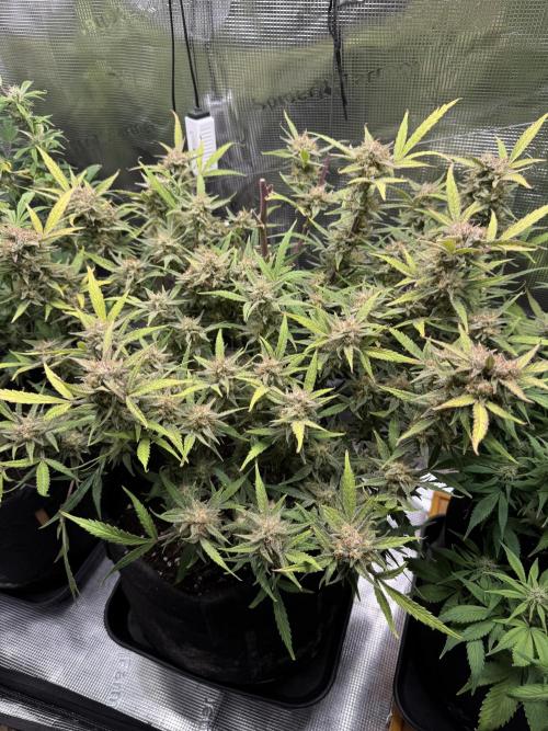 mikythegrower