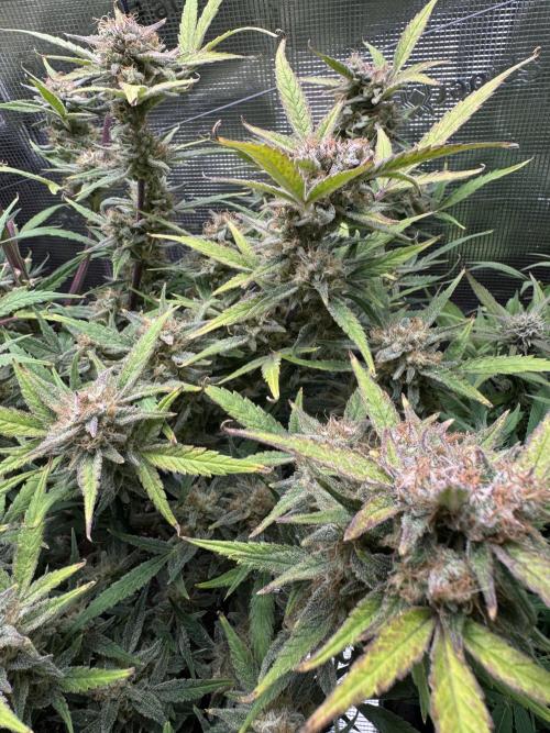 mikythegrower