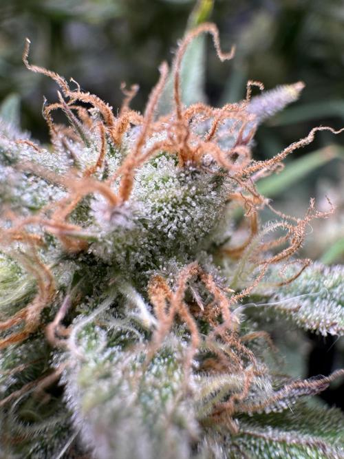 mikythegrower