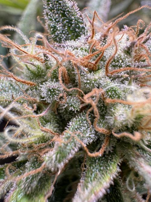 mikythegrower