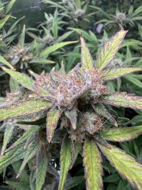 mikythegrower