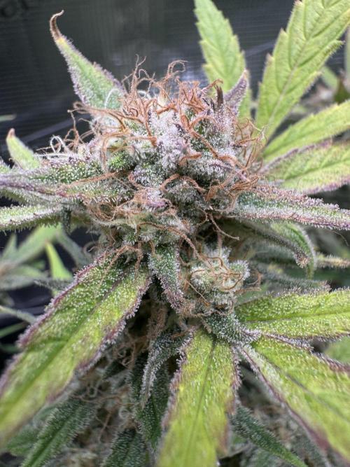 mikythegrower