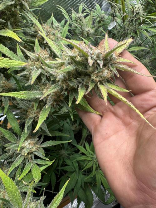 mikythegrower