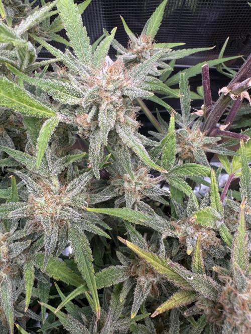 mikythegrower