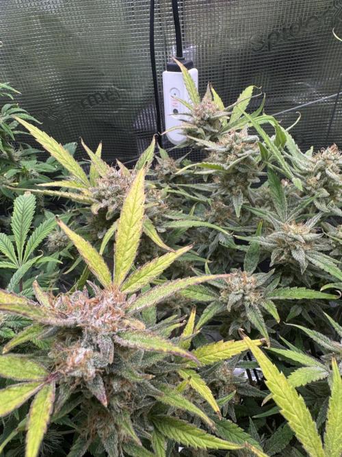mikythegrower