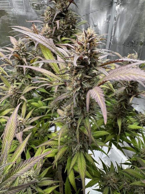 mikythegrower