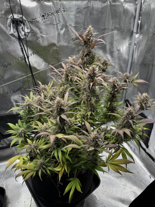 mikythegrower
