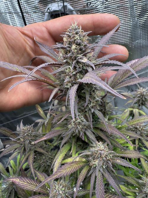mikythegrower