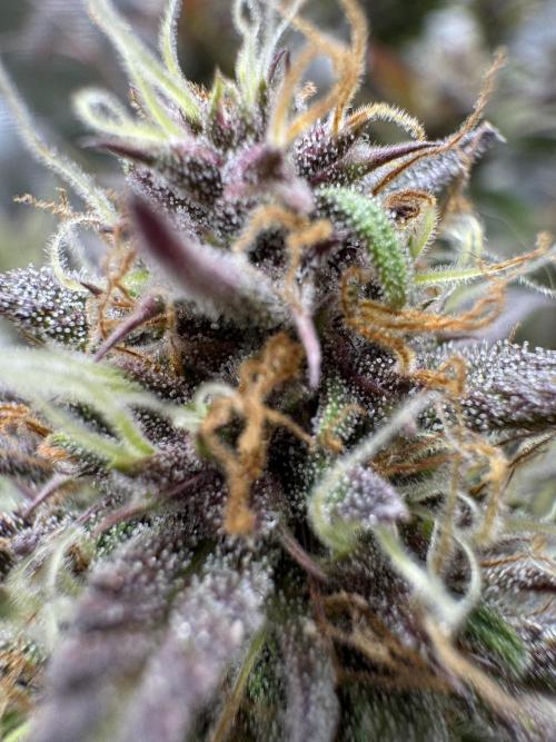 mikythegrower