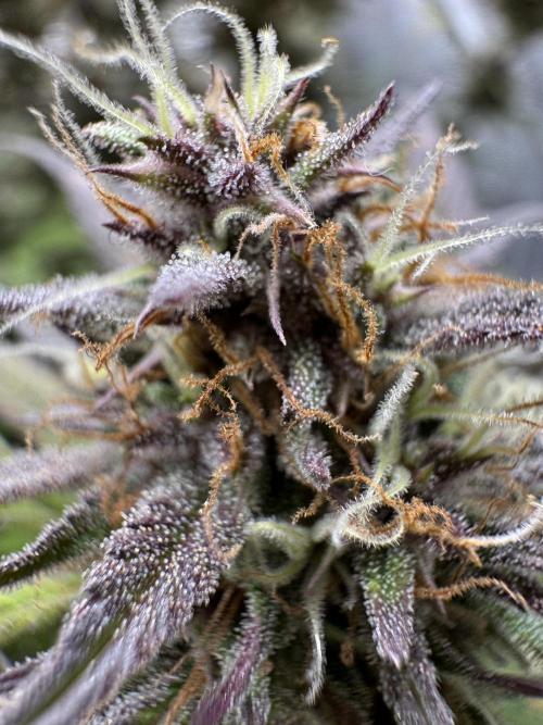 mikythegrower