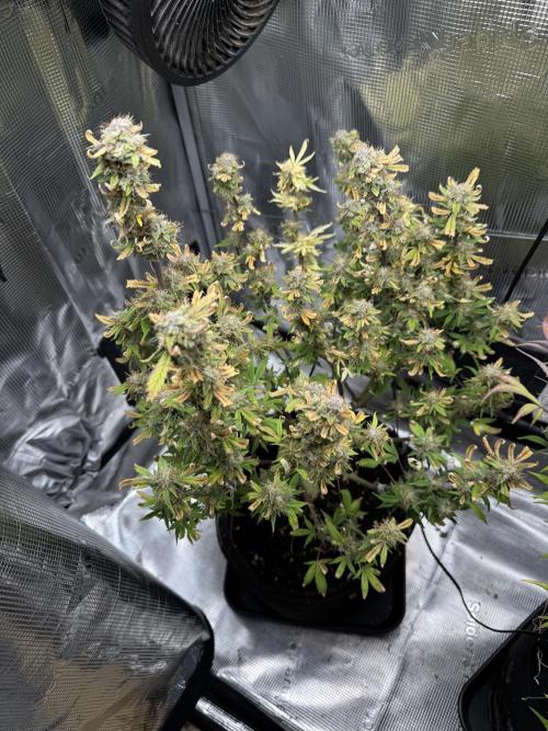 mikythegrower