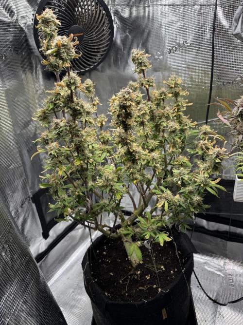 mikythegrower