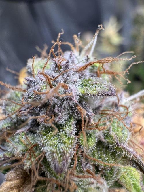 mikythegrower