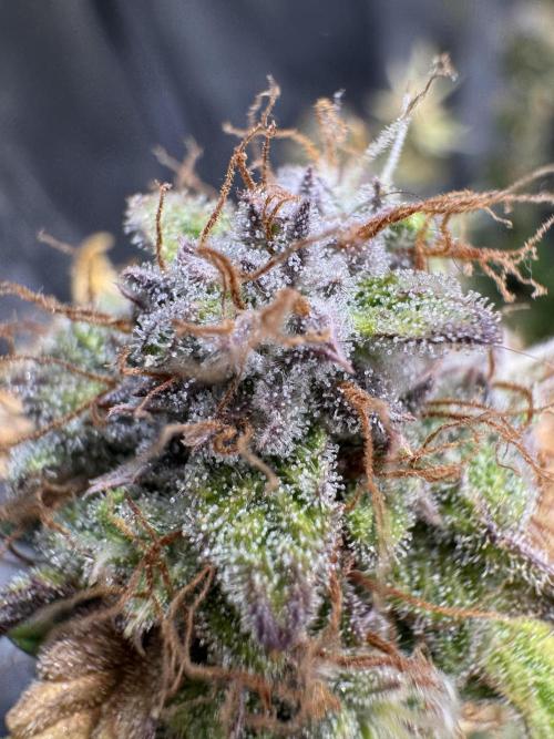 mikythegrower