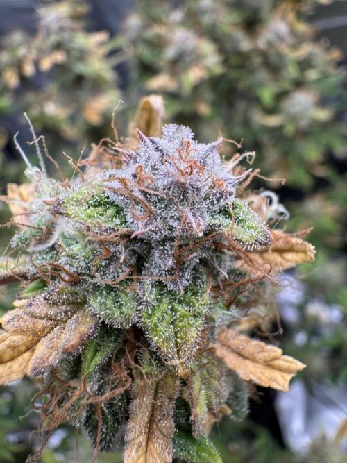mikythegrower