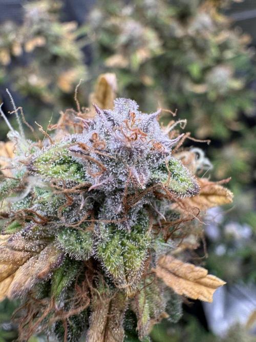 mikythegrower
