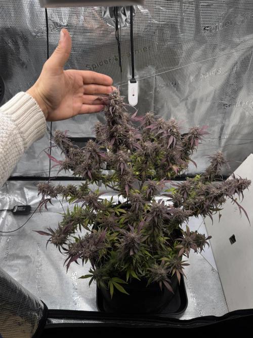 mikythegrower