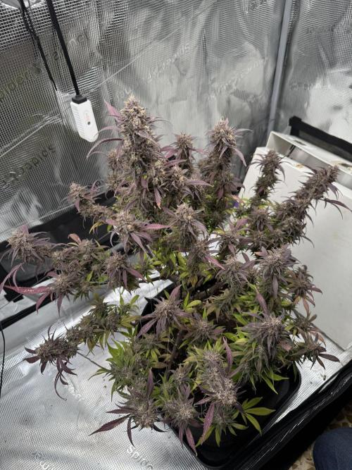 mikythegrower