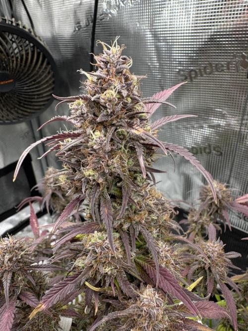 mikythegrower