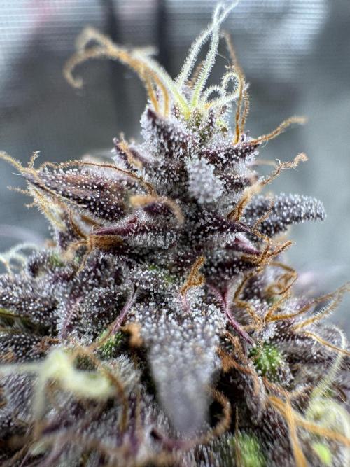 mikythegrower