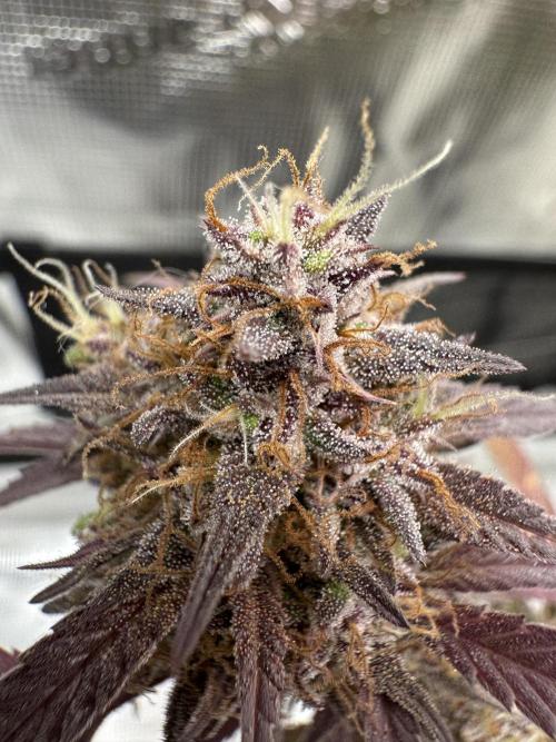 mikythegrower