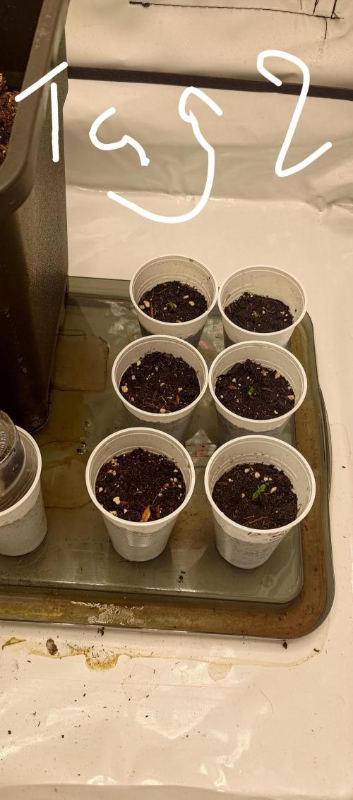 Bruce Benner. Week 0 - Tag 1