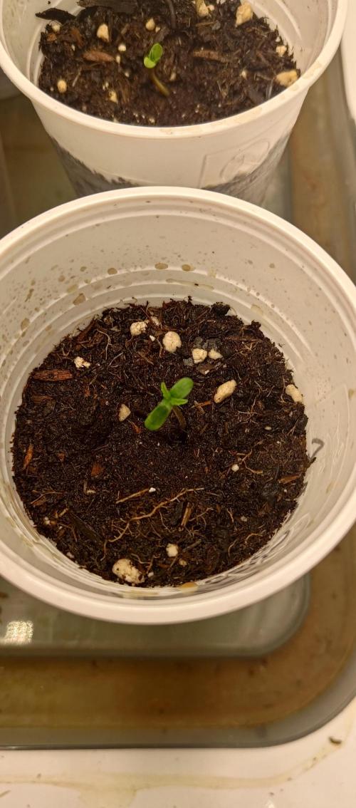 Bruce Benner. Week 0 - Tag 2