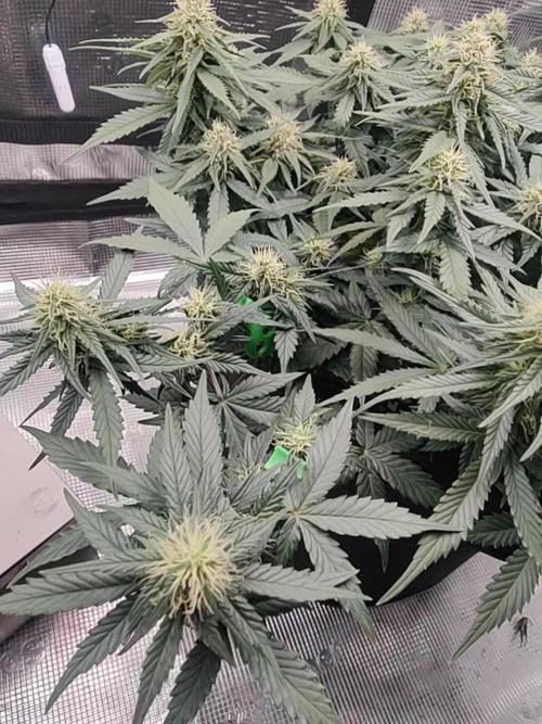Blueberry bubbelgum auto.