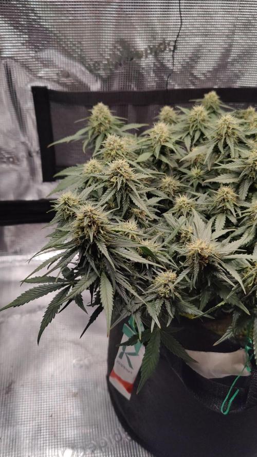 Blueberry bubbelgum auto.