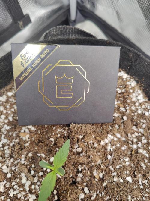 Kitsune kush Auto. Week 1