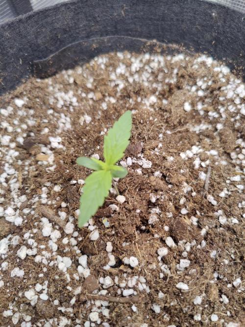 Kitsune kush Auto. Week 1