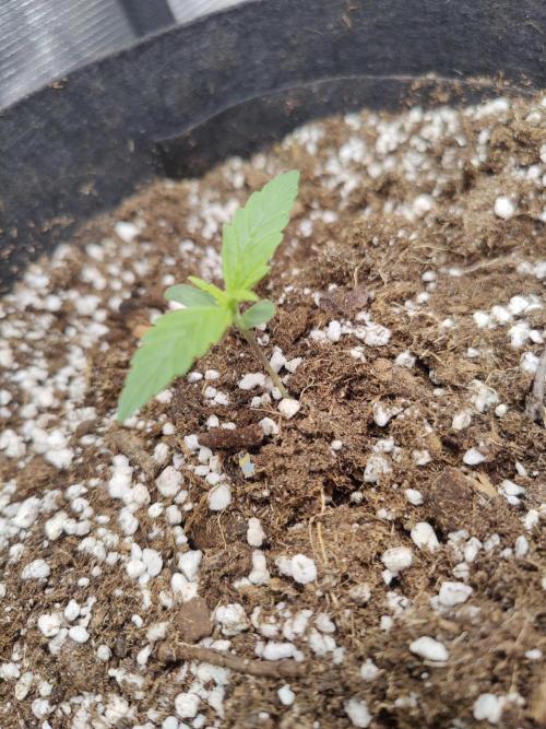 Kitsune kush Auto. Week 1