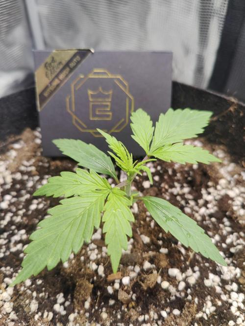 Kitsune kush Auto. Week 2