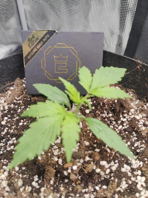 Kitsune kush Auto. Week 2