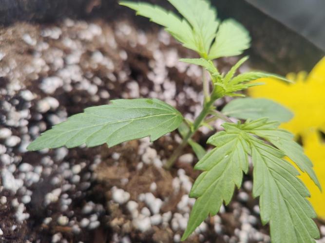 Kitsune kush Auto. Week 2
