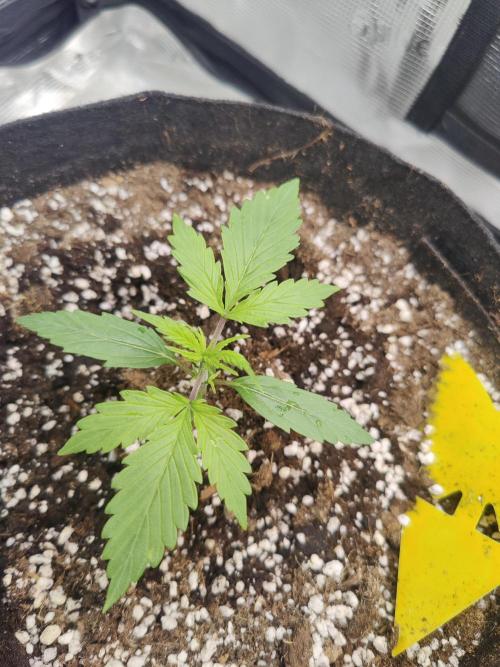 Kitsune kush Auto. Week 2