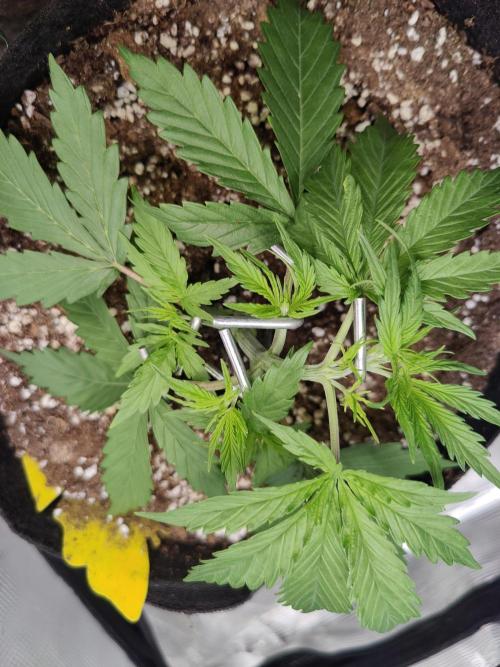 Kitsune kush Auto. Week 3