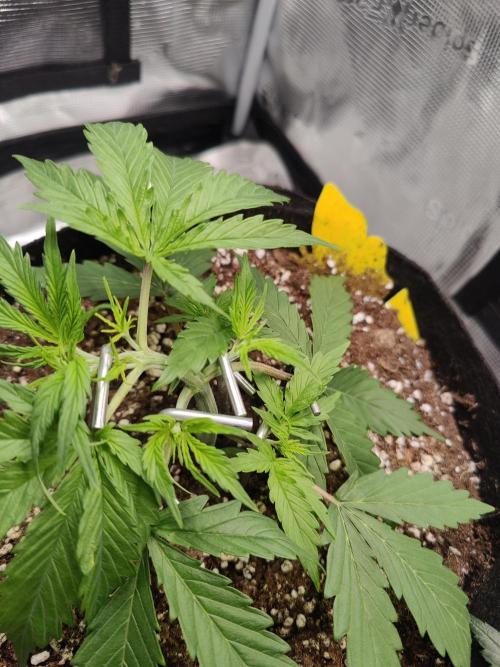 Kitsune kush Auto. Week 3