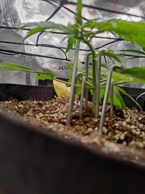 Kitsune kush Auto. Week 3