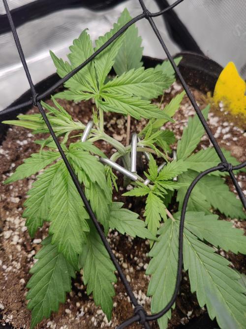 Kitsune kush Auto. Week 3