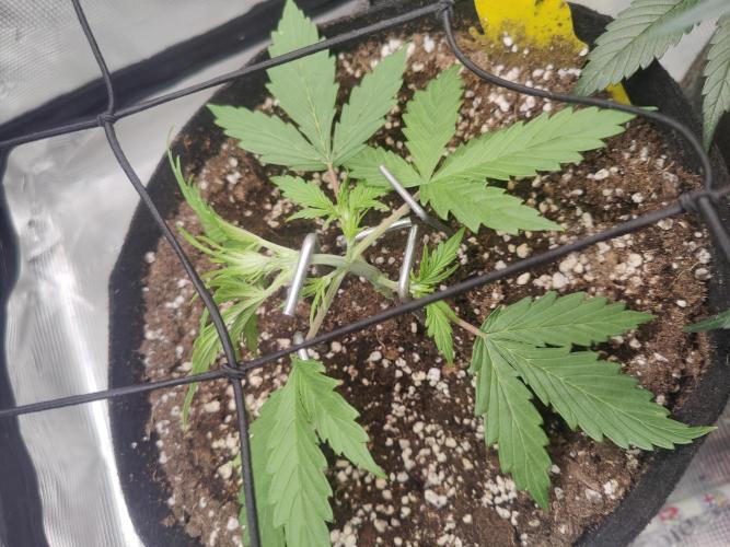 Kitsune kush Auto. Week 3